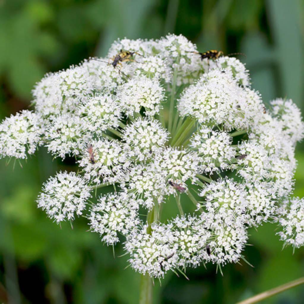 Angelica root