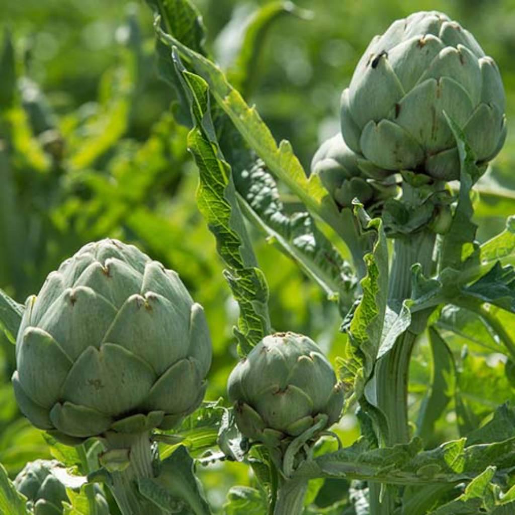 Artichoke leaves