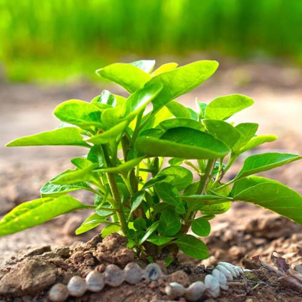 ashwagandha root