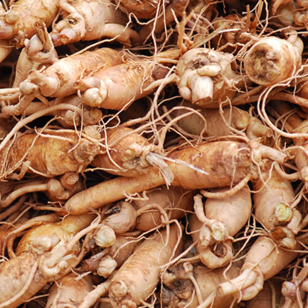 Asian Ginseng Root