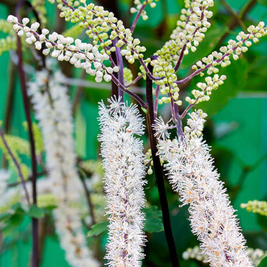 Black cohosh root and rhizome extract