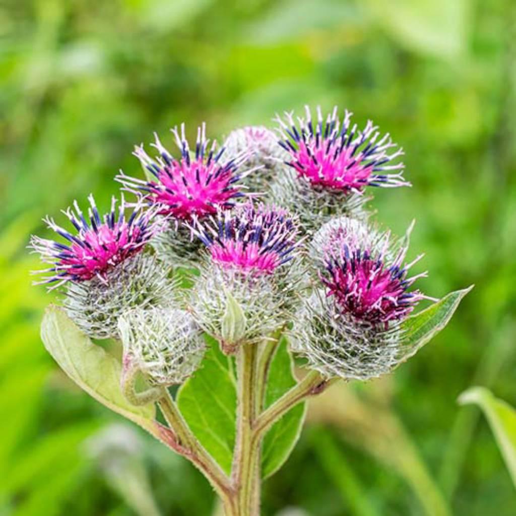 Burdock