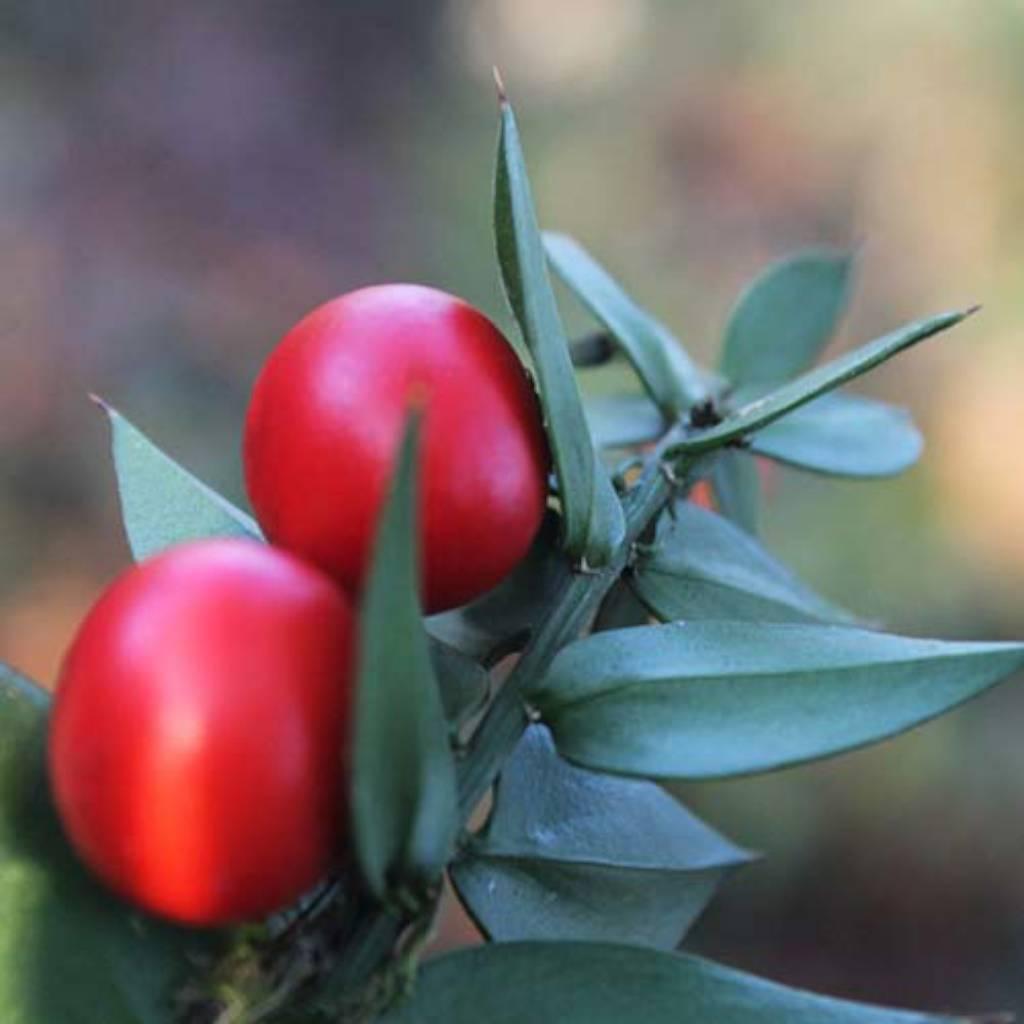 Butcher’s broom root