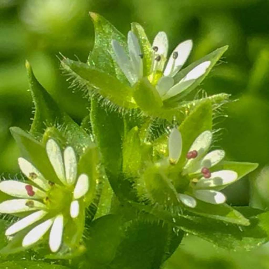 Chickweed