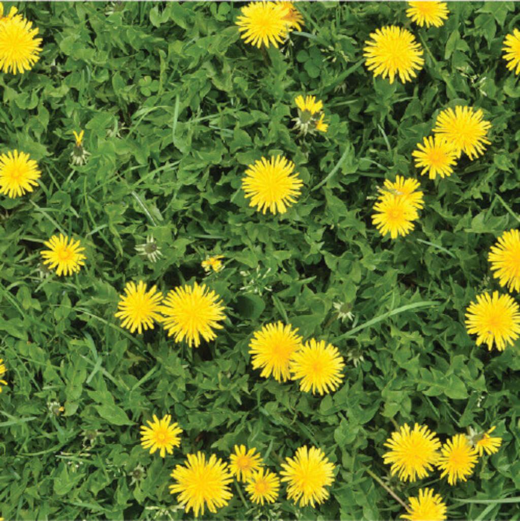 Dandelion Plant