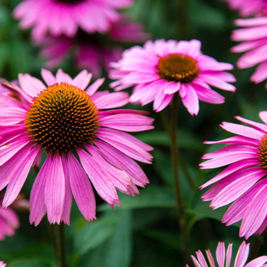 Echinacea purpurea root