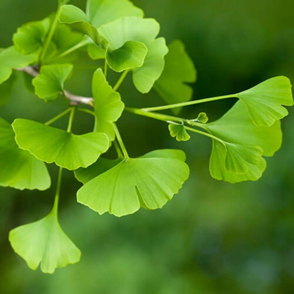 Ginkgo leaf