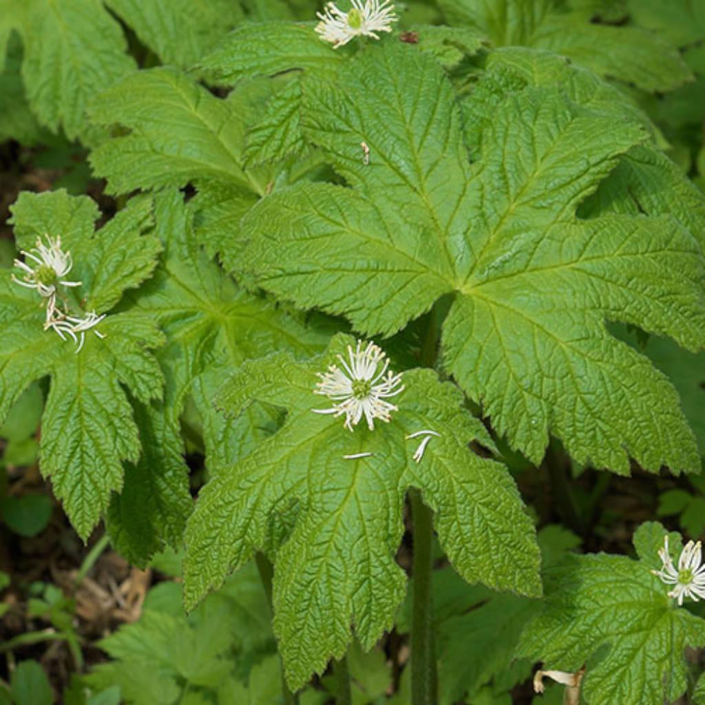 Goldenseal root extract