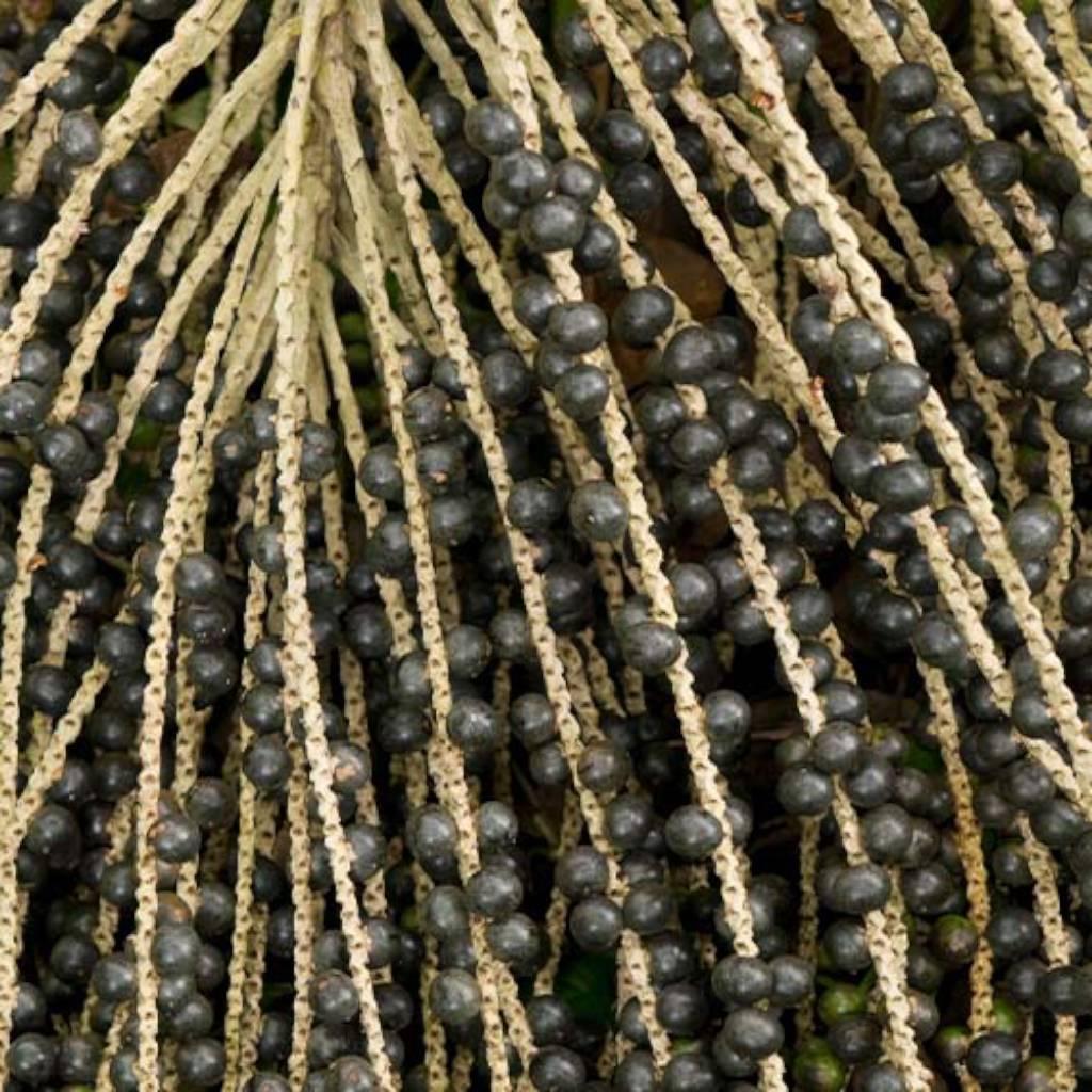 Schisandra Fruit