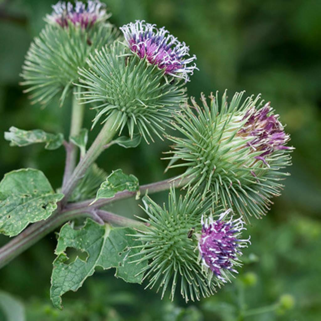 Milk thistle seed extract