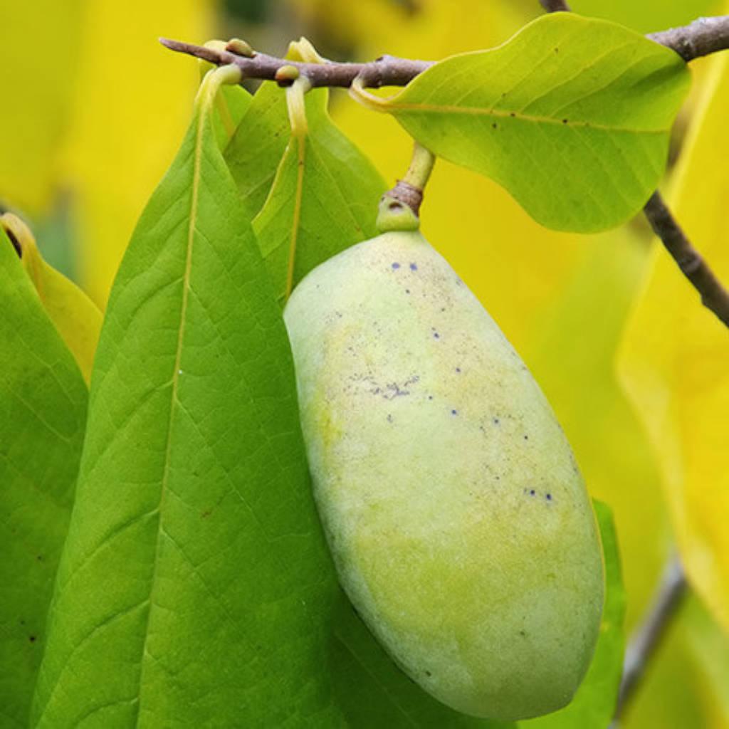 Papaya fruit