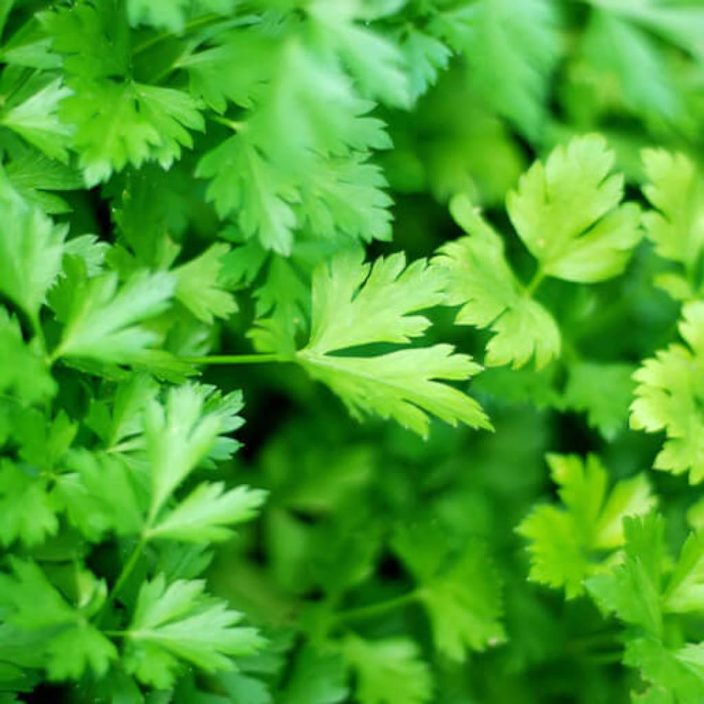 Parsley leaf 