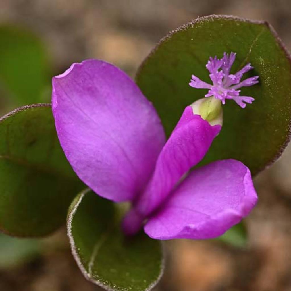 polygala root