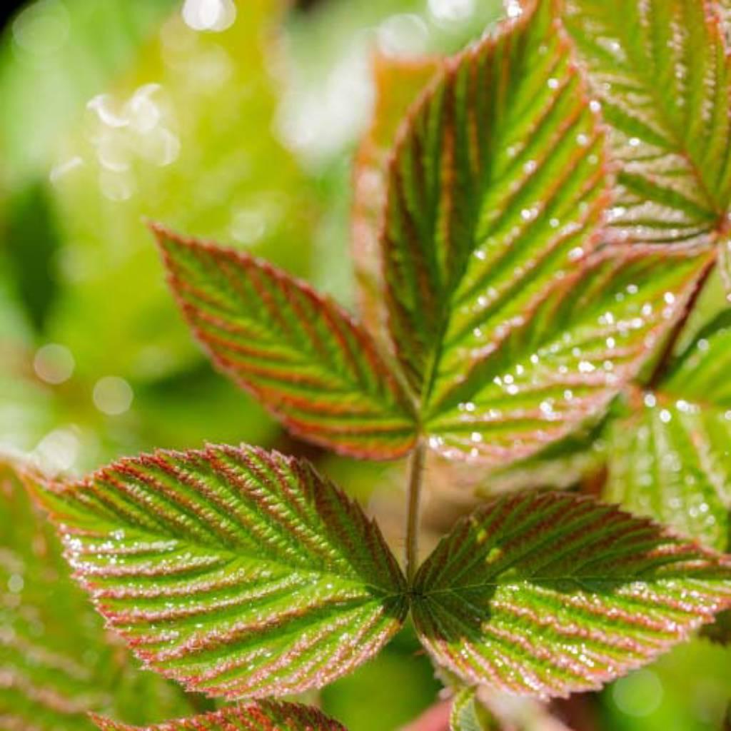 Raspberry leaves