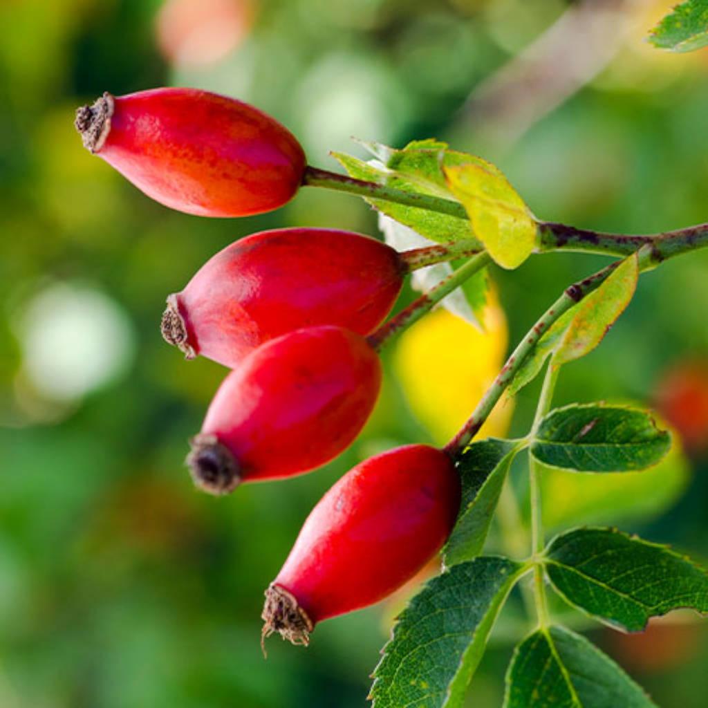 Rose hips fruit