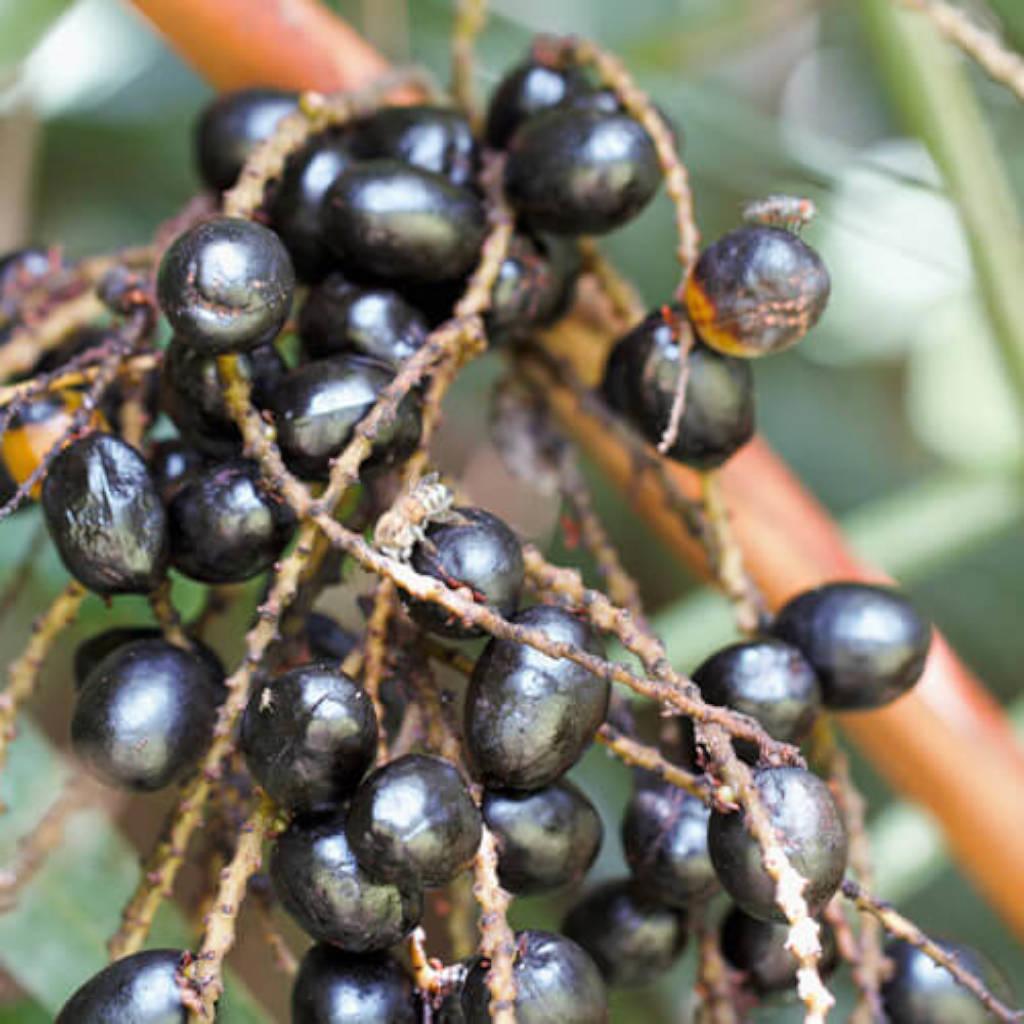 Saw palmetto fruit