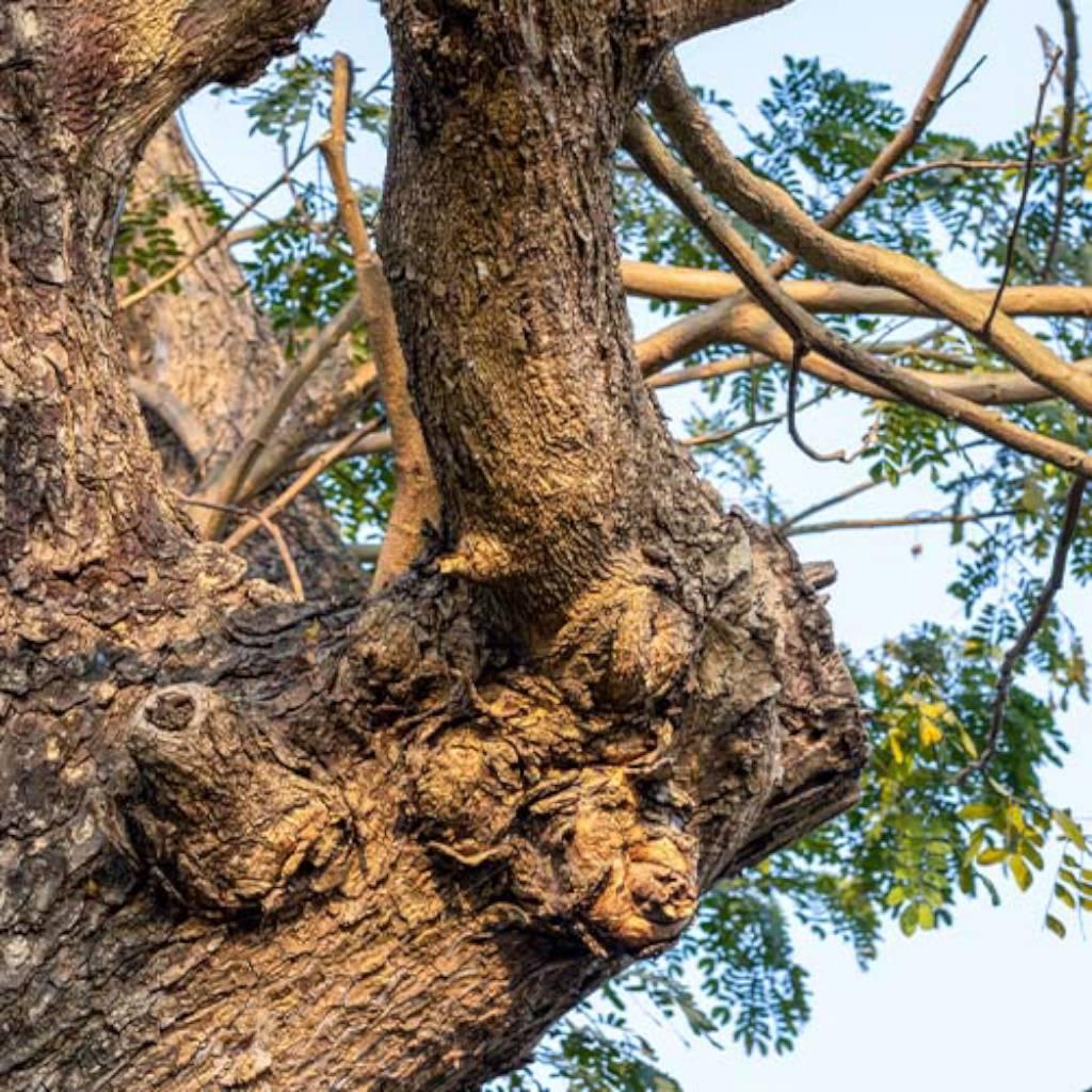 silk tree bark