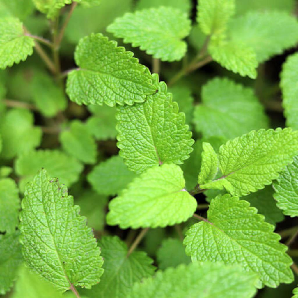 Spearmint leaves and oil