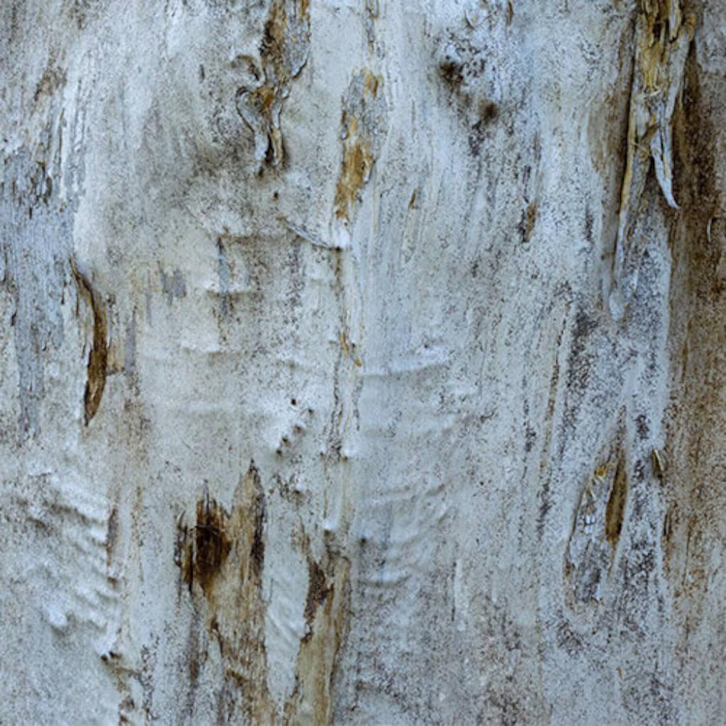 White willow bark