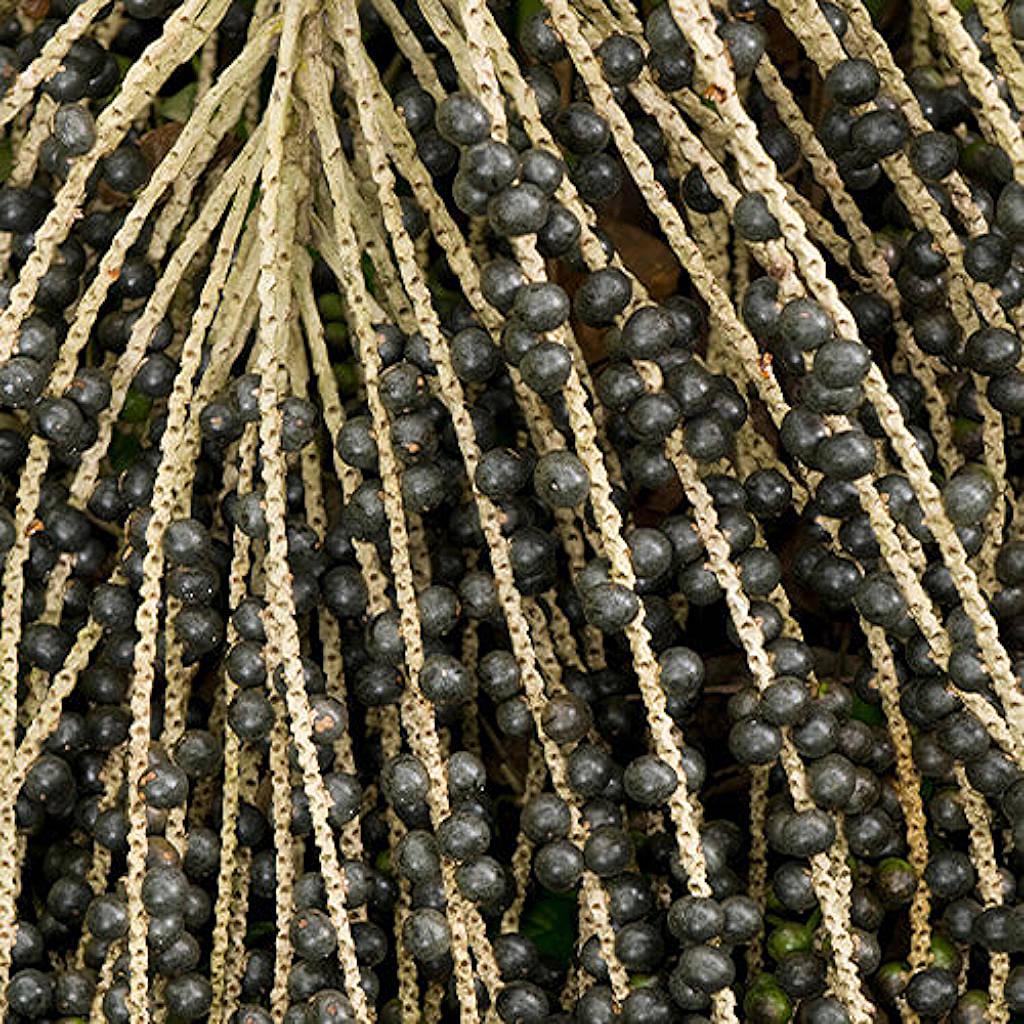 Açai berry