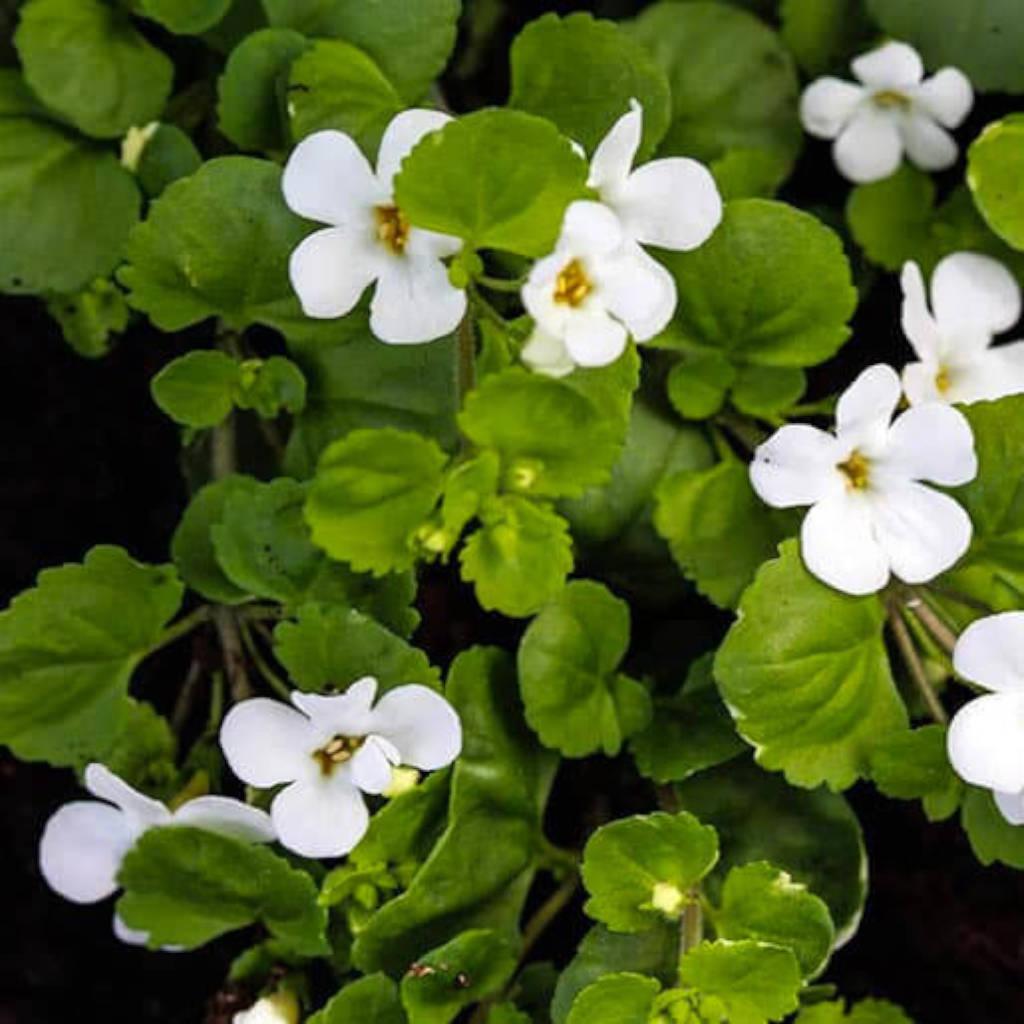 bacopa leaf