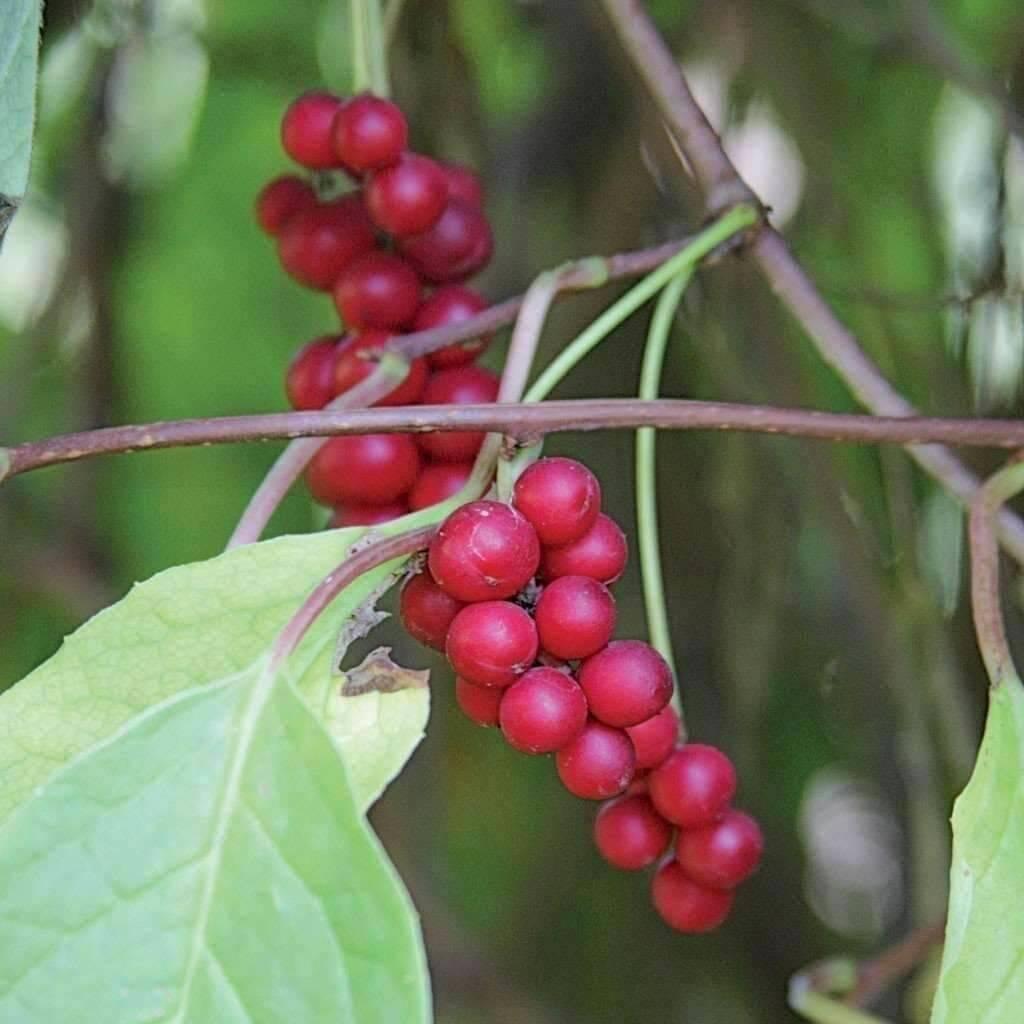 schisandra fruit